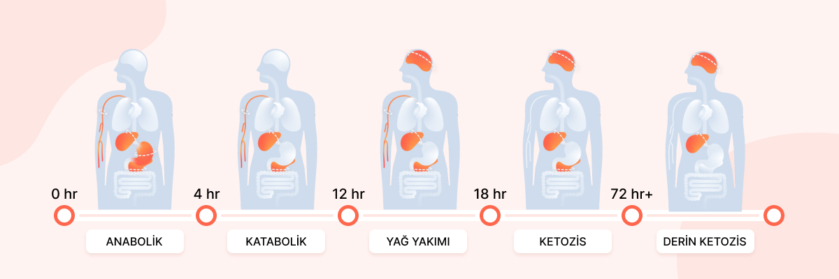 Aralıklı Oruç Evreleri