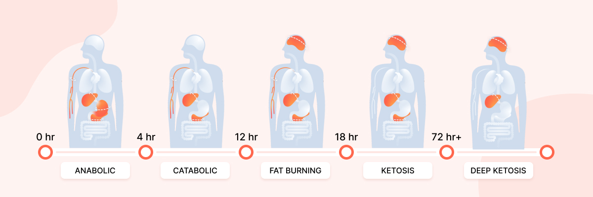 Stages of fasting