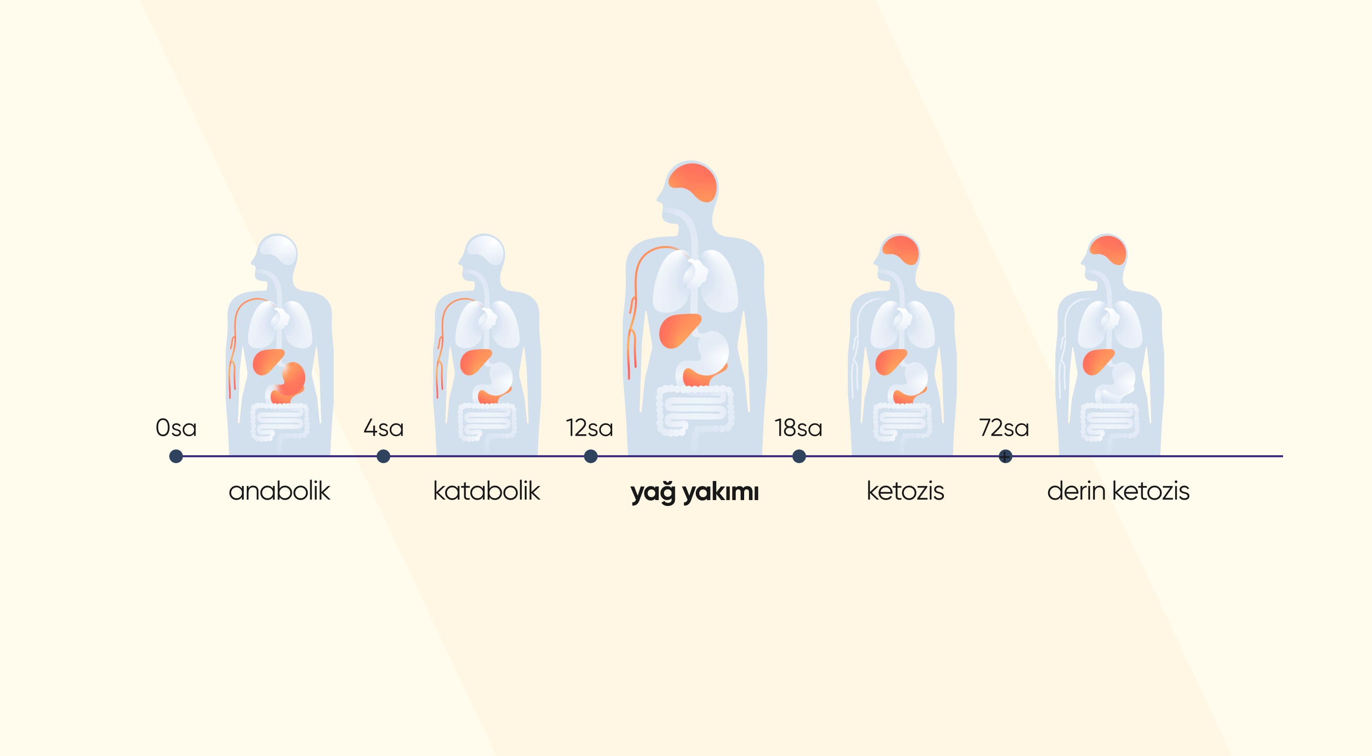 Aralıklı Oruç  (İF Diyeti) Nasıl Yağ Yaktırıyor?