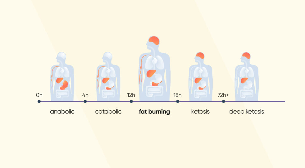 Stages of fasting by hour and fat burning stage