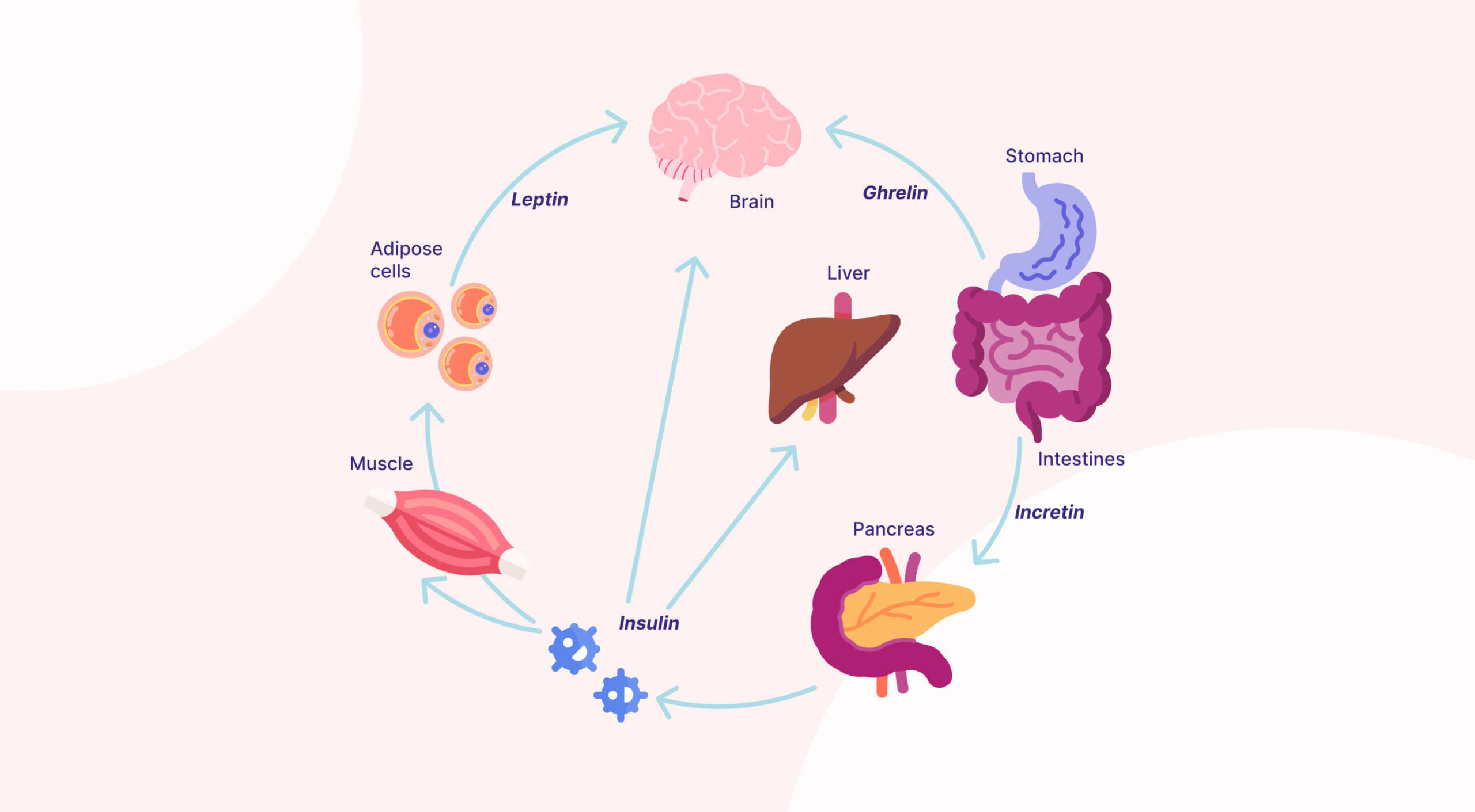 Hormones That Affect Weight